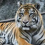 Louisville Zoo
