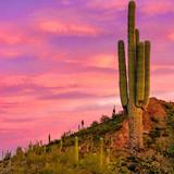Desert Botanical Garden