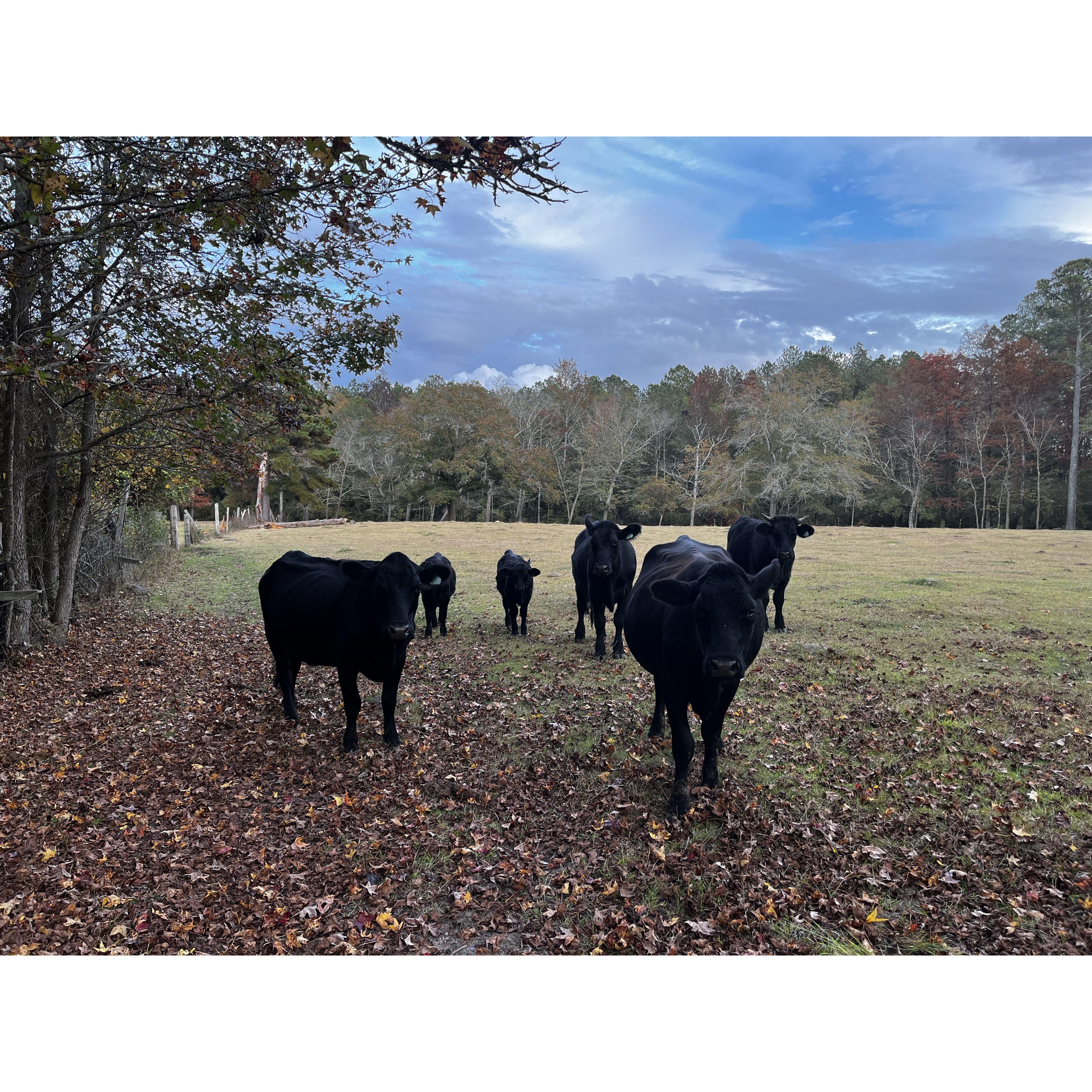His cows