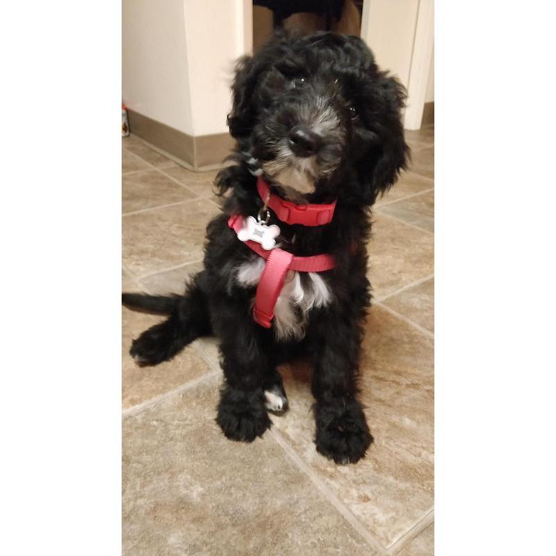 Our newest member of the family, Moana!