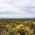 Arizona-Sonora Desert Museum