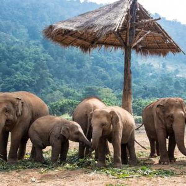 Honeymoon experience: Elephant Sanctuary Visit