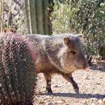 Arizona-Sonora Desert Museum