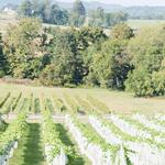 Arrington Vineyards