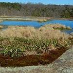 40 Acre Rock Heritage Preserve