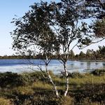 Koigi Bog Hiking Trail