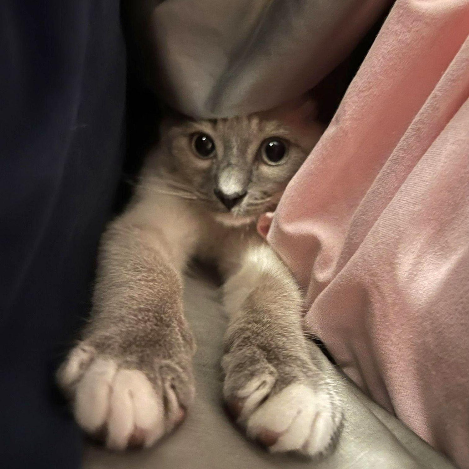 May 2022. They adopted the cutest kitten, Ash. Little did they know how much chaos he would bring to the family.