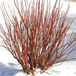 Arctic Fire® DogwoodCornus stolonifera 'Farrow'