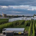 TopWire Hop Project