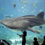 Georgia Aquarium