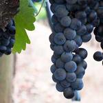 Clarksburg Wine Trail
