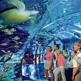 Ripley's Aquarium of the Smokies