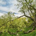 Dewey-Granby Oak