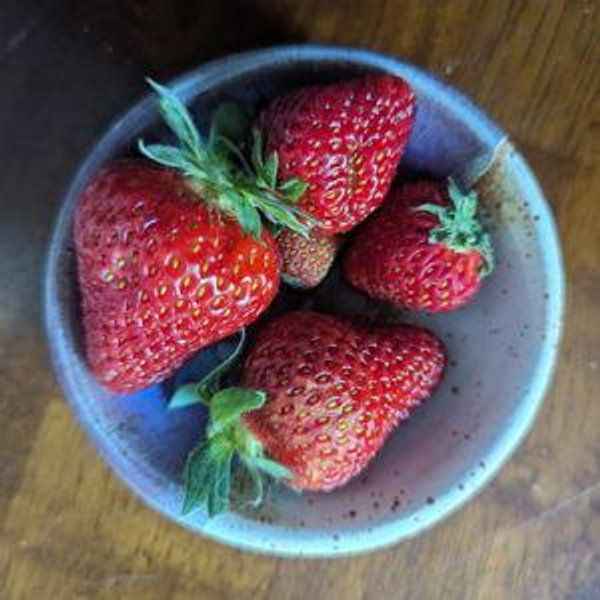 Garden/Plant Fund