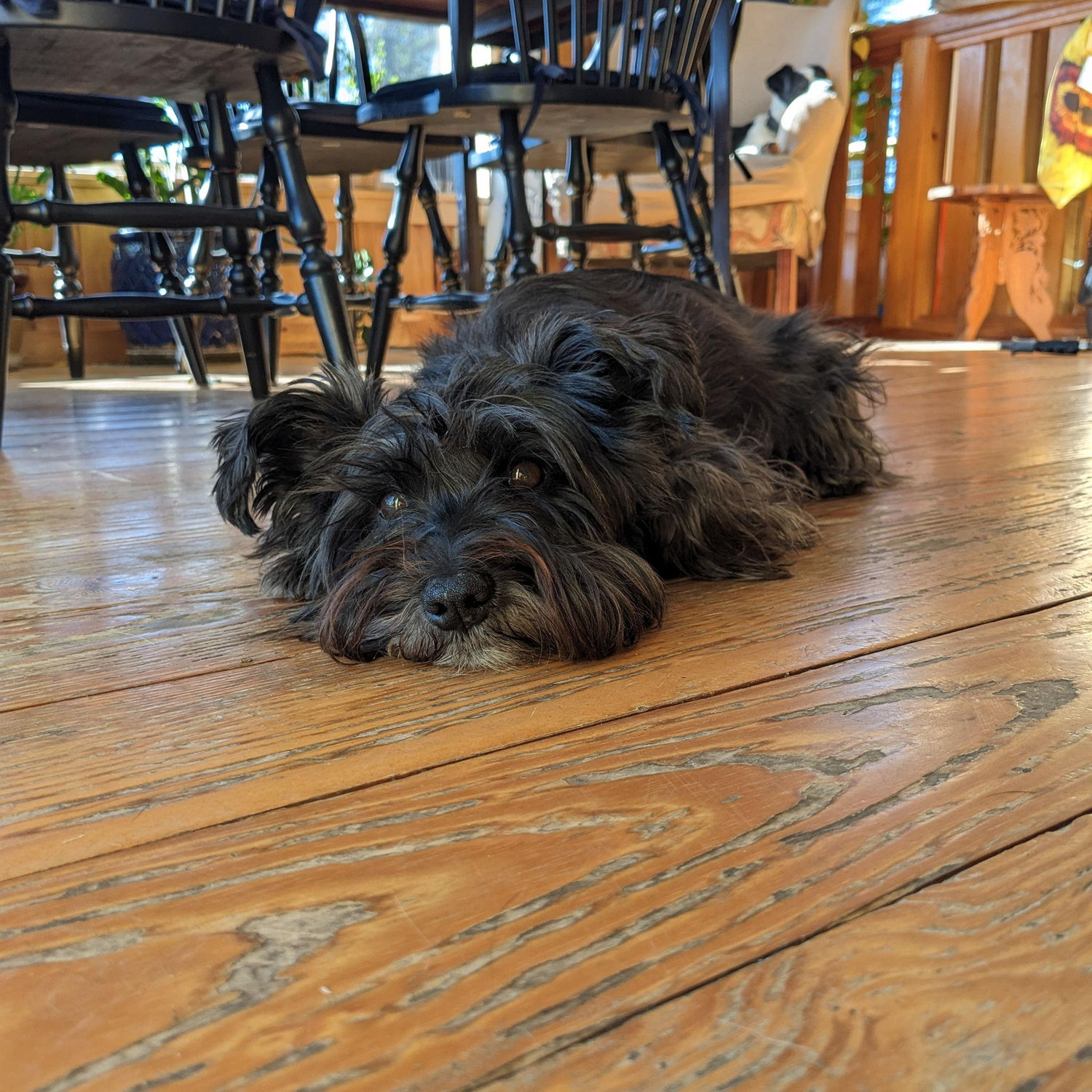 Squishy Darla