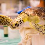 Georgia Sea Turtle Center