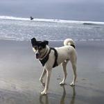 Del Mar Dog Beach