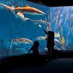 The Maritime Aquarium
