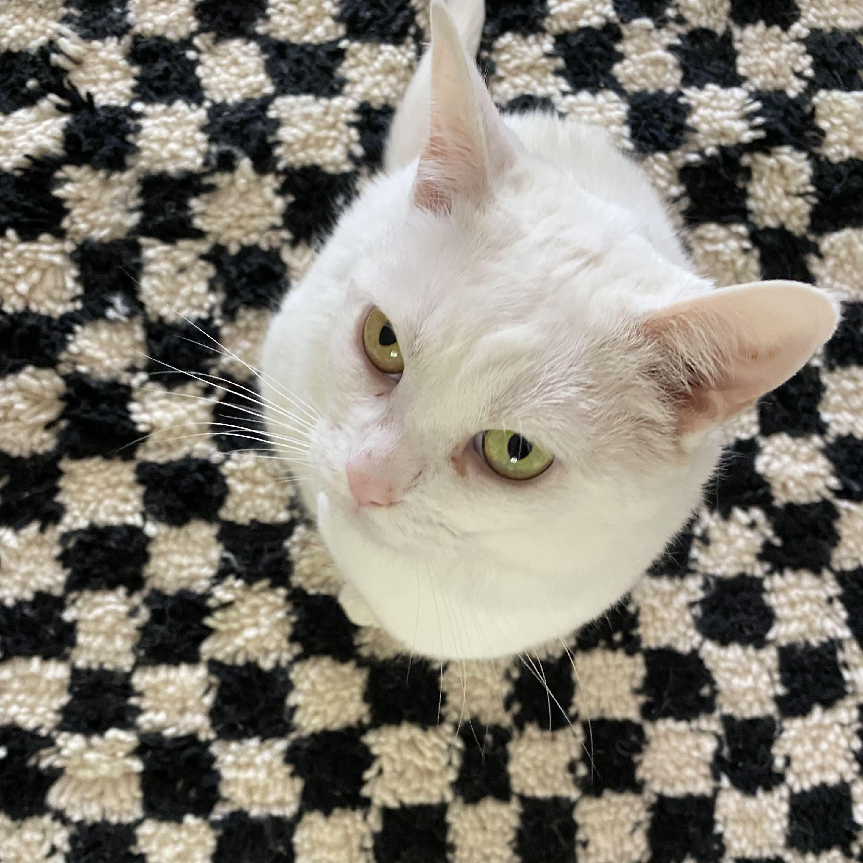 To know Gemma is to know that she refuses to have photoshoots with us. However, she's very cute and deserves her gallery moment.