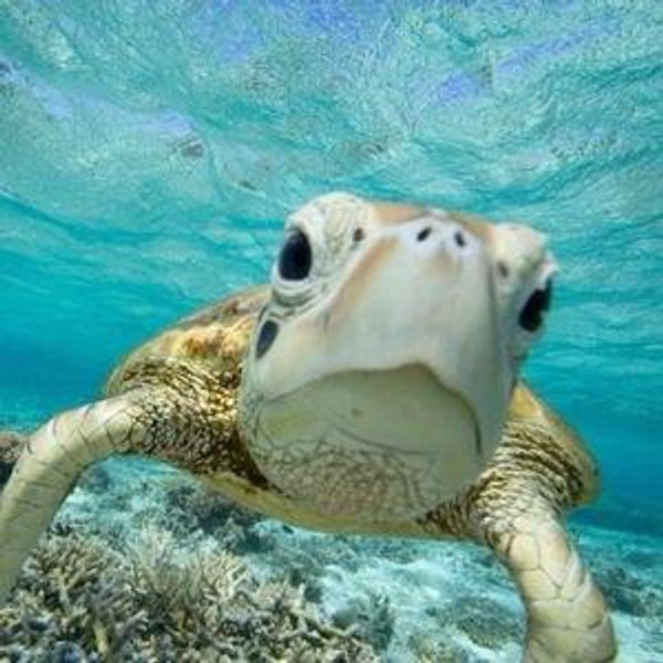 Charity of Choice : Ocean Conservancy