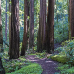Redwood National and State Parks