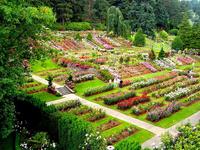 International Rose Test Garden