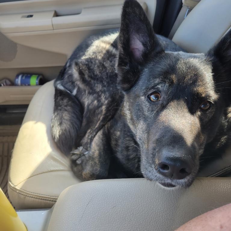 Dutch Icarus Gallegos is Ruben and Destiny's fur baby. He was rescued by them on February 27th, 2023.