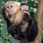 Monkey Island Boat Tour