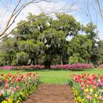 Airlie Gardens