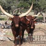 Natural Bridge Wildlife Ranch