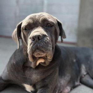 Animal Rescue Organizations