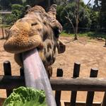 Santa Barbara Zoo