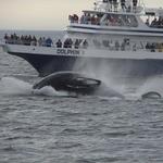 Hyannis Whale Watcher Cruises