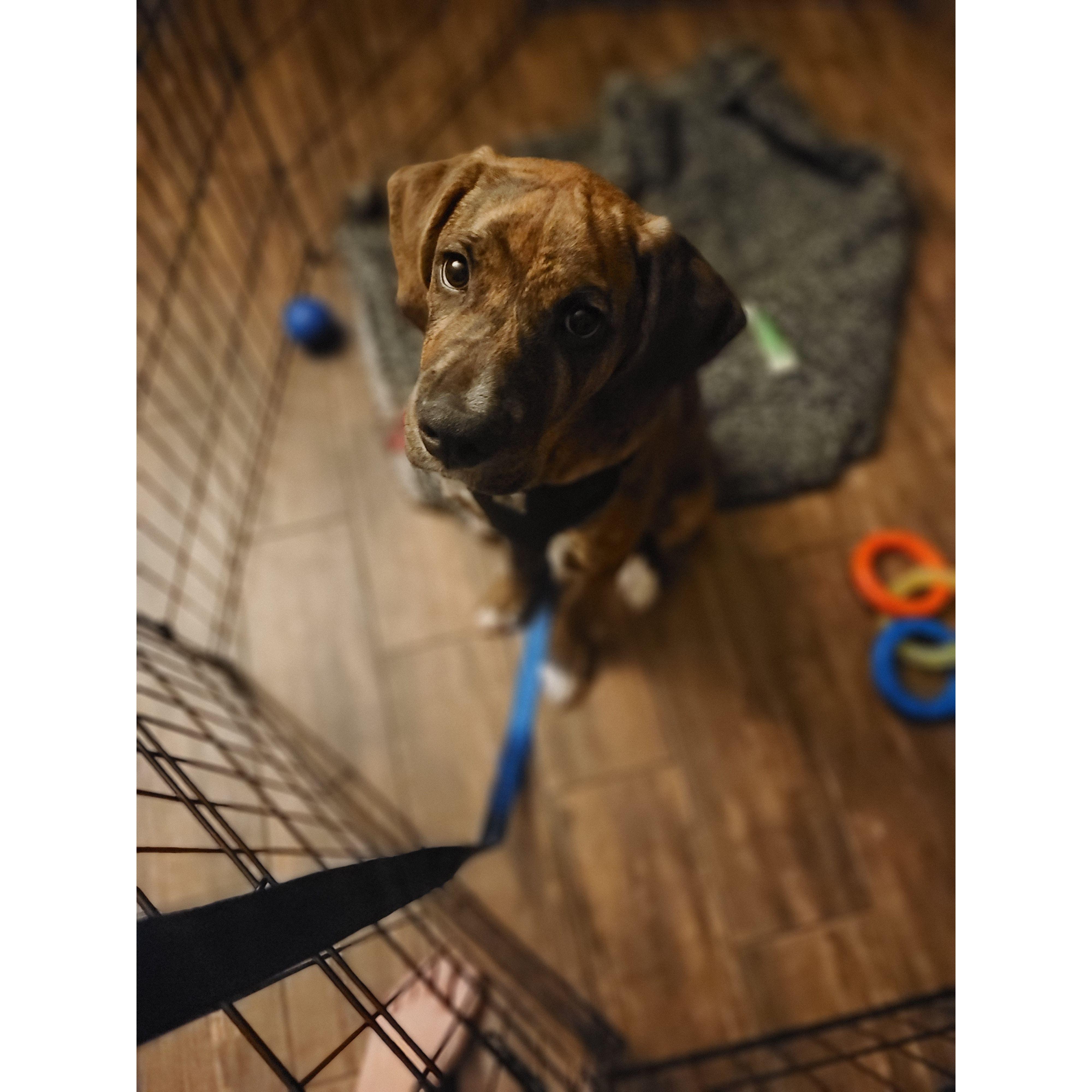 We brought Asher home in 2024