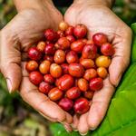 Big Island Farm Tours