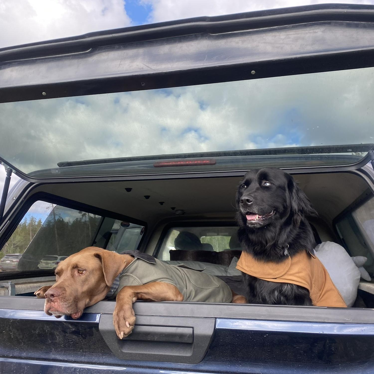 We built out a truck camper to take the dogs on many biking and skiing adventures!
