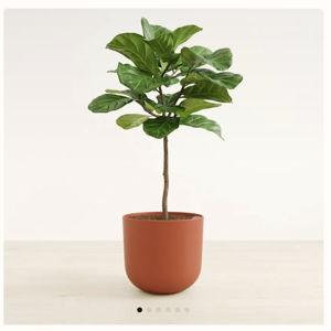 Easyplant Large Fiddle Leaf Fig Tree with Pot in Earth Red