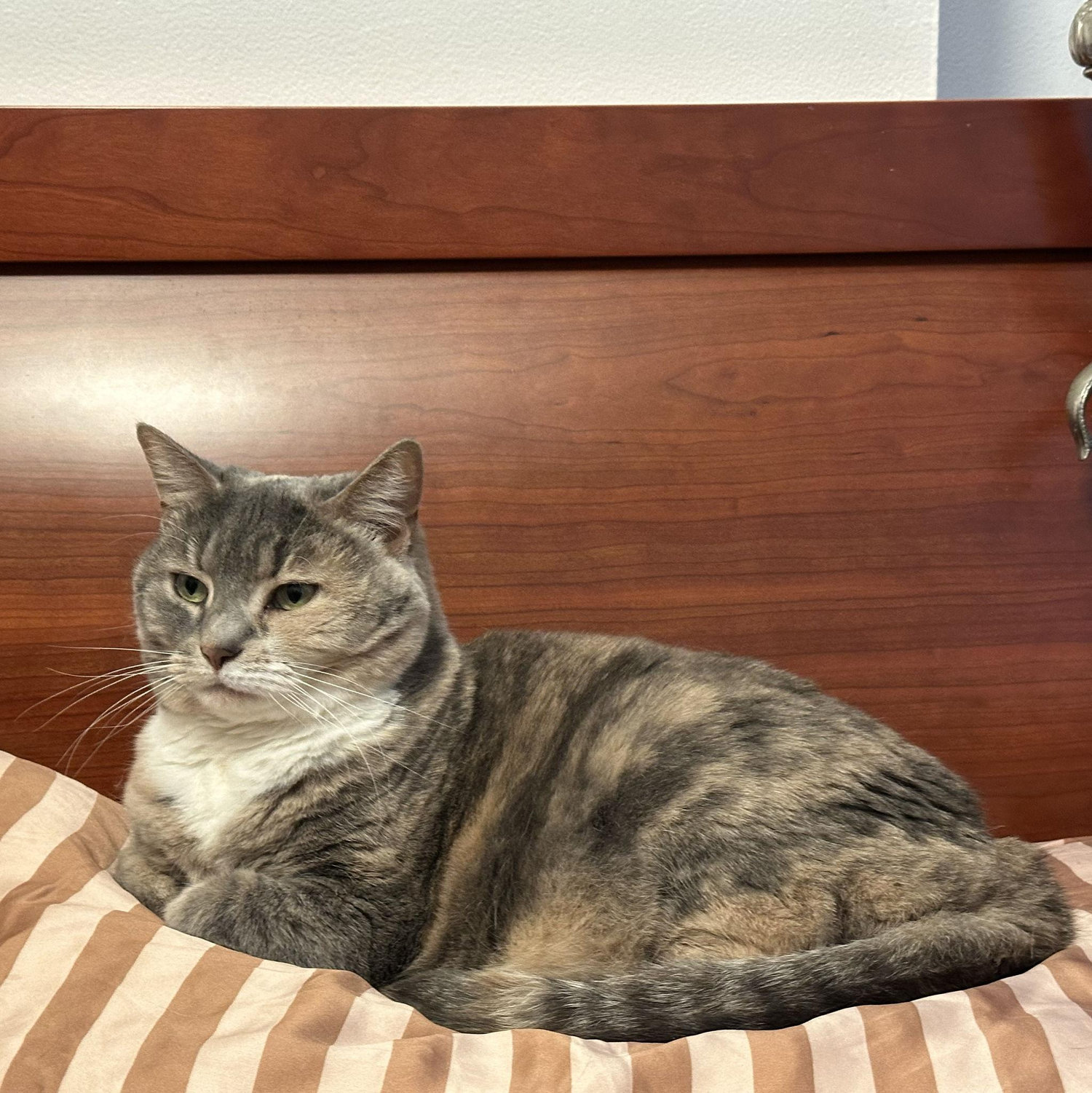 Our other cat, Printer