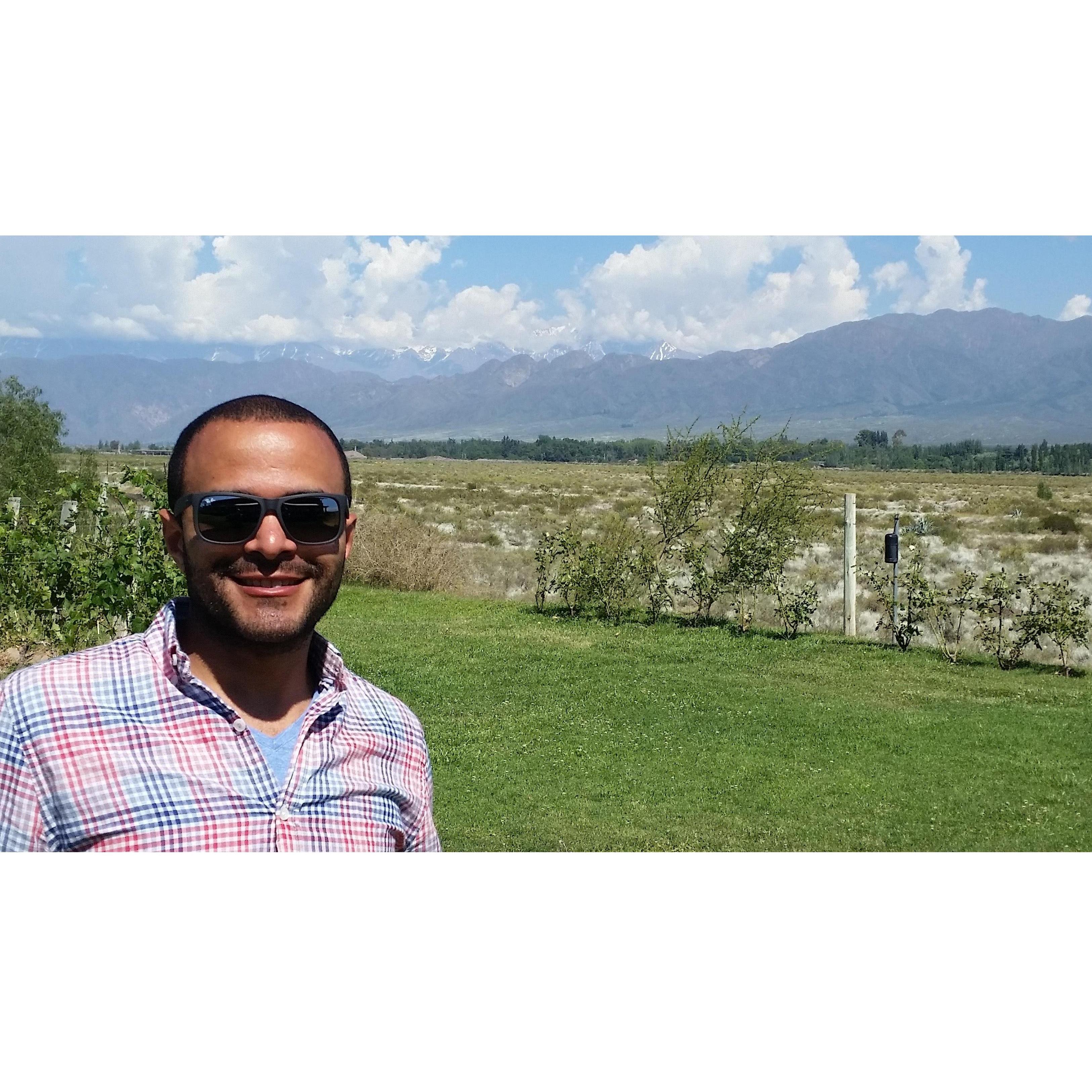 Merlot vineyard in Mendoza, Argentina