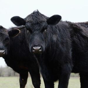 Cow Fund