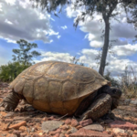 Tiger Creek Preserve