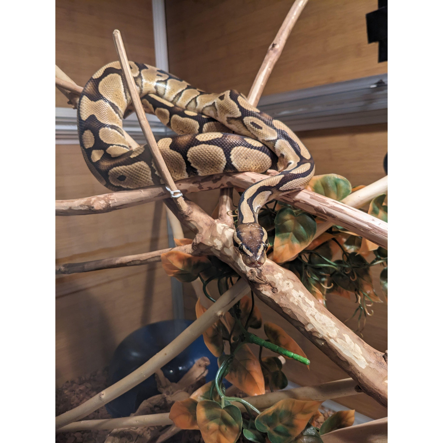 Udon, Ball Python