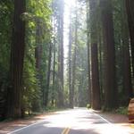 Avenue of the Giants