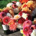 Sunset View Farm - Pick Your Own Dahlias!