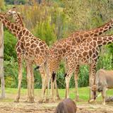 Africam Safari