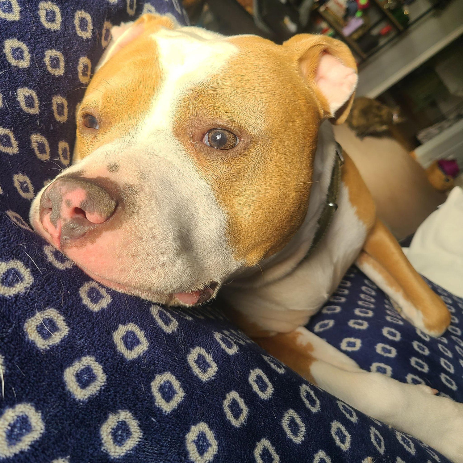 Zuko