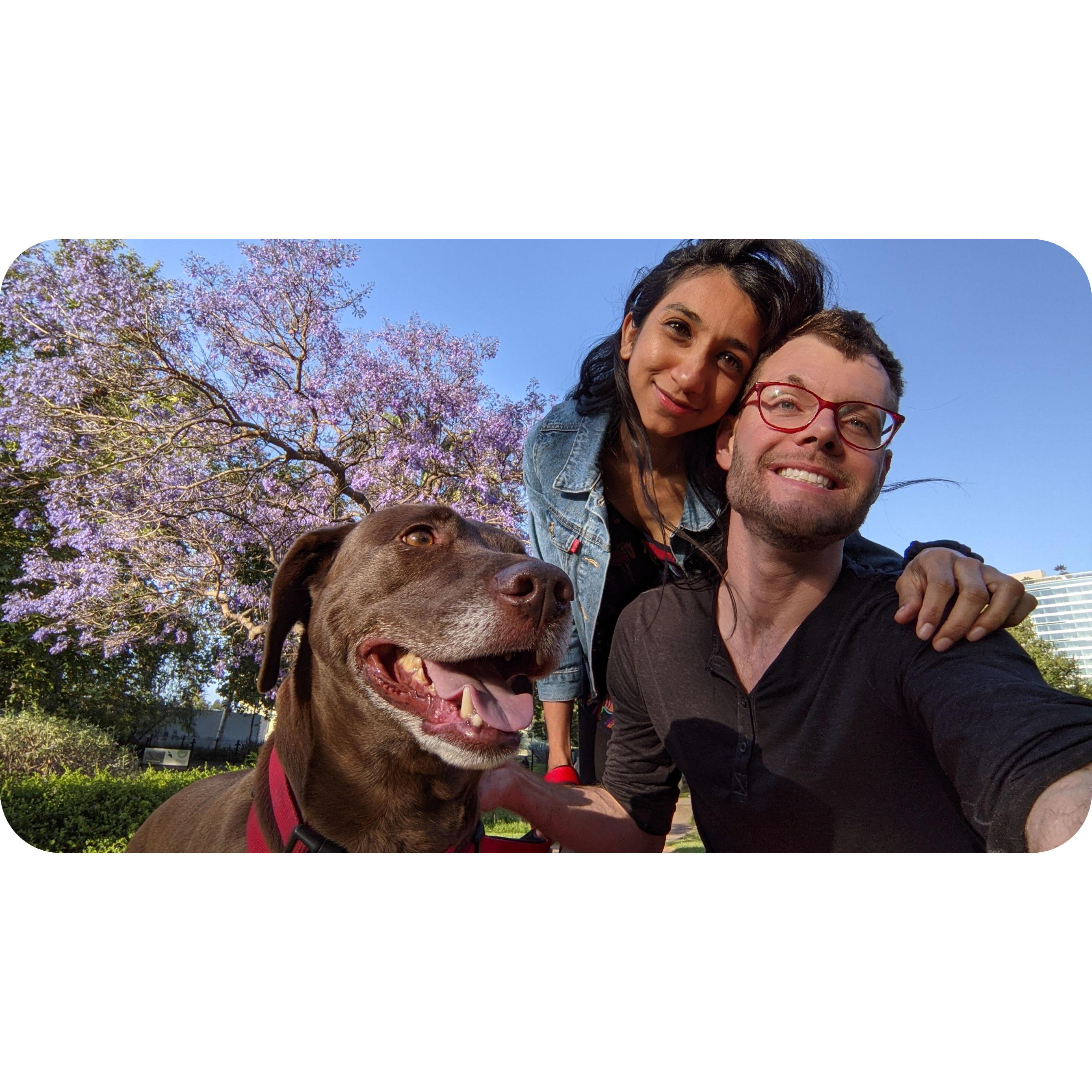 Dog walks under the jacarandas