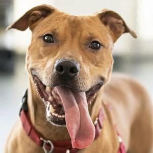 ACCT Philadelphia Donation