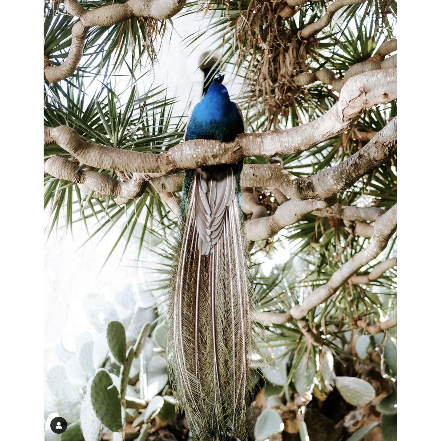 Jardin de la Marquesa de Arucas