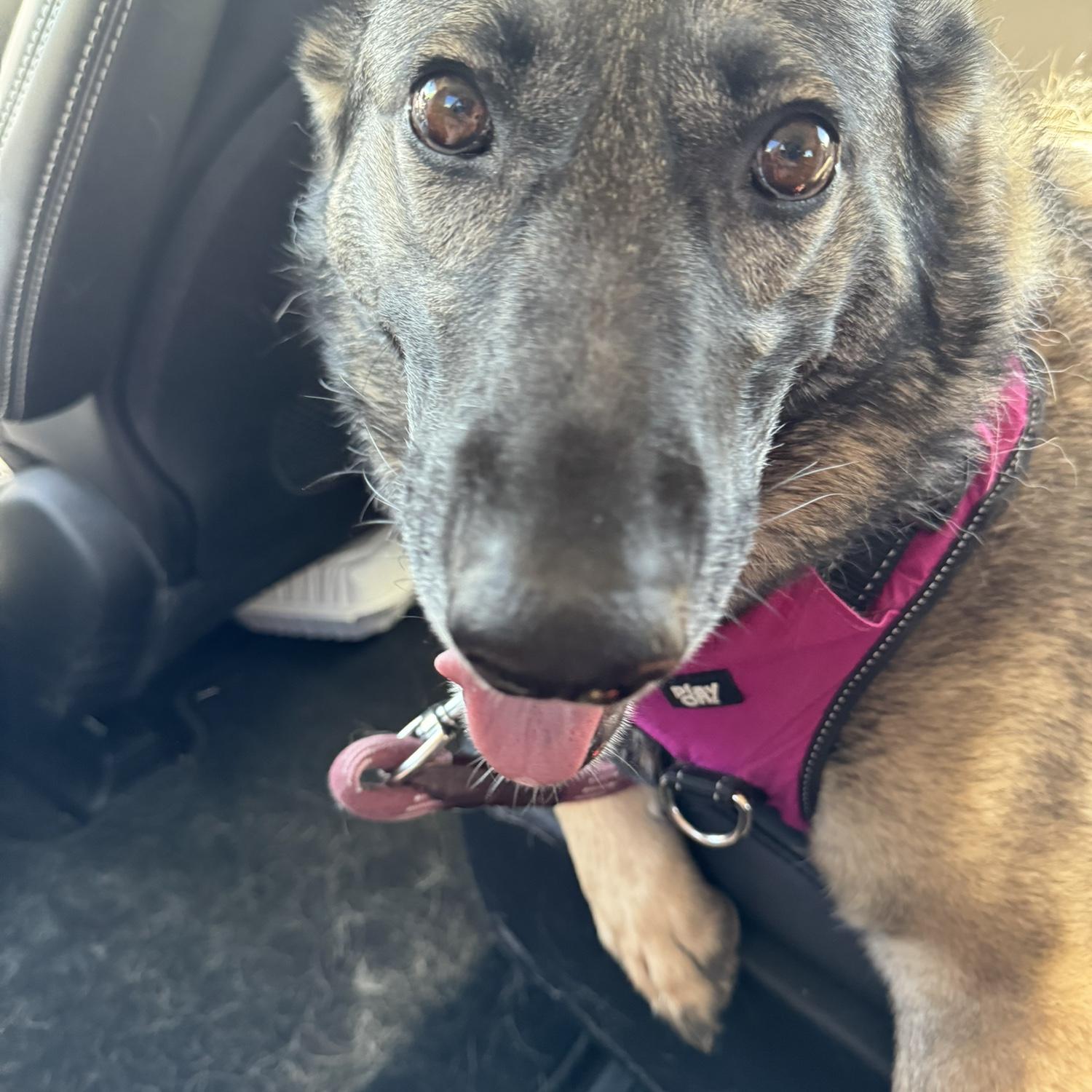 Our oldest dog, Daphne 💕